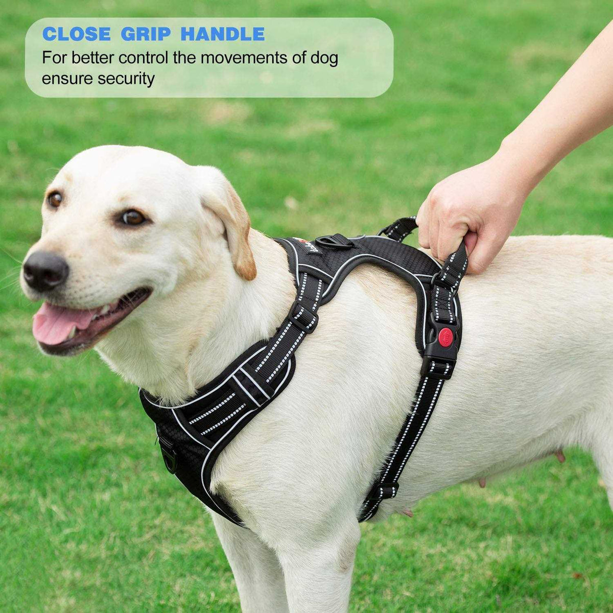 Adjustable Reflective Oxford Dog Harness with 5ft Dog Leash G344