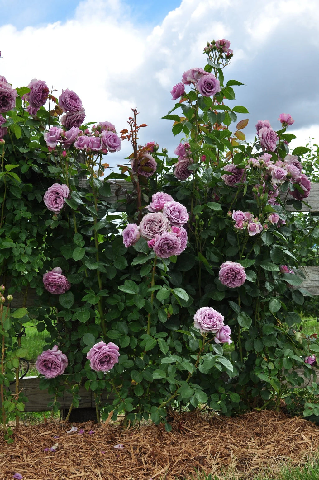 Climbing Rose Bush Bare Root M705670