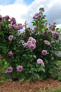 Climbing Rose Bush Bare Root M705670