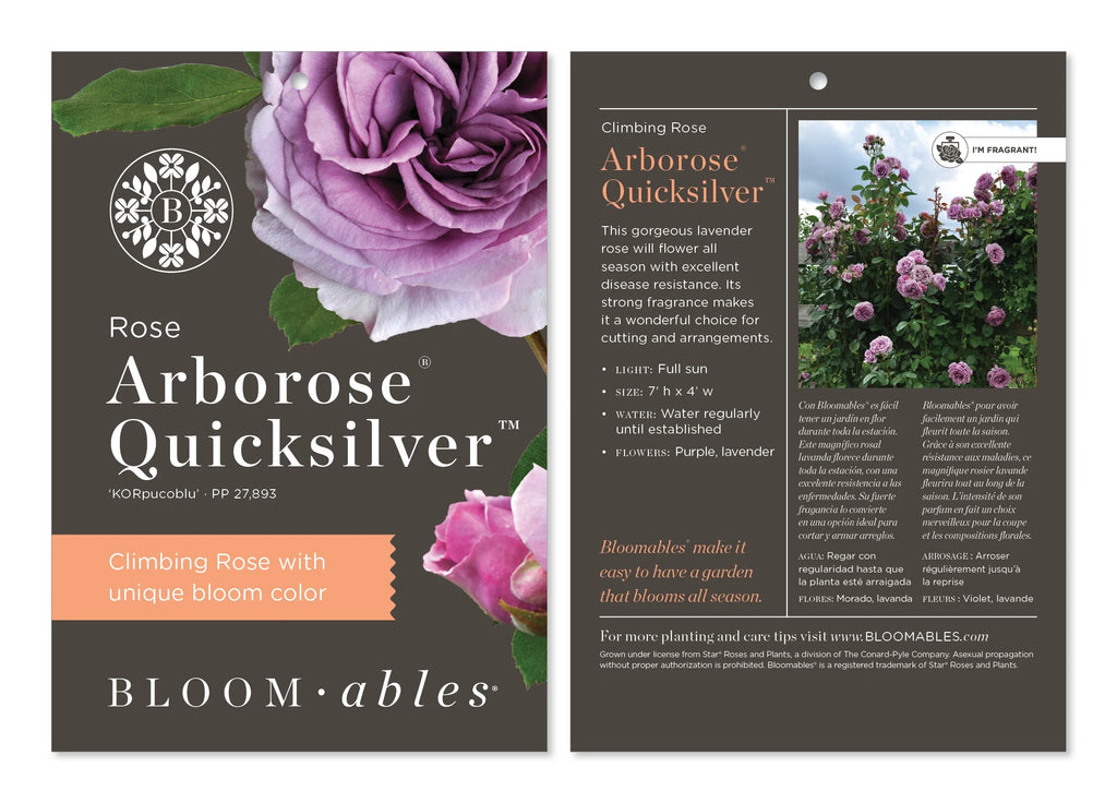 Climbing Rose Bush Bare Root M705670