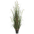 36 Eucalyptus Grass Potted U7608