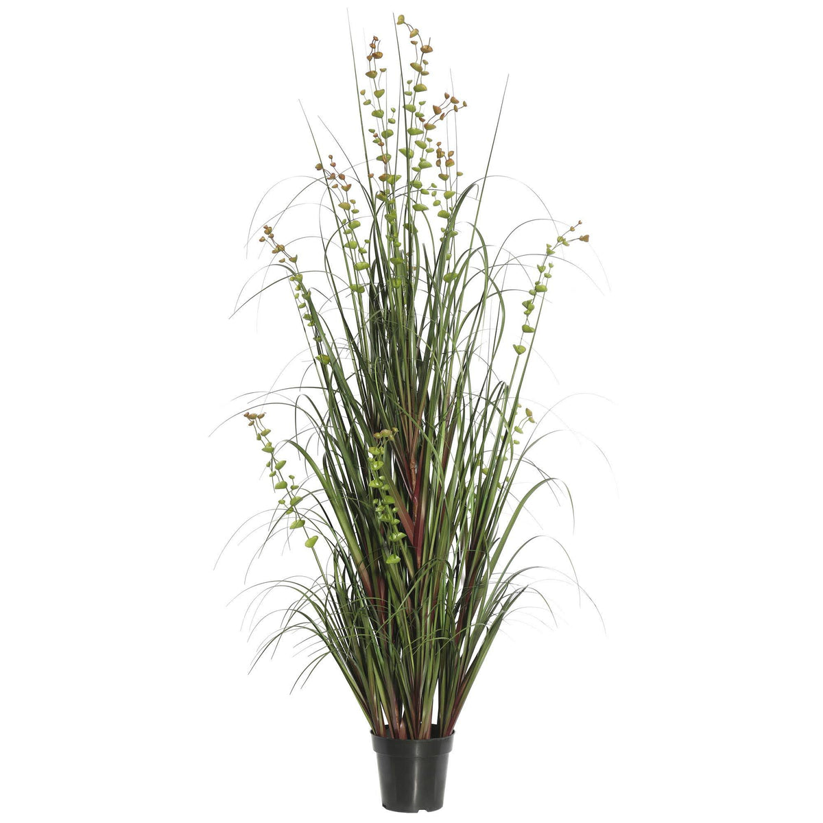 36 Eucalyptus Grass Potted U7608
