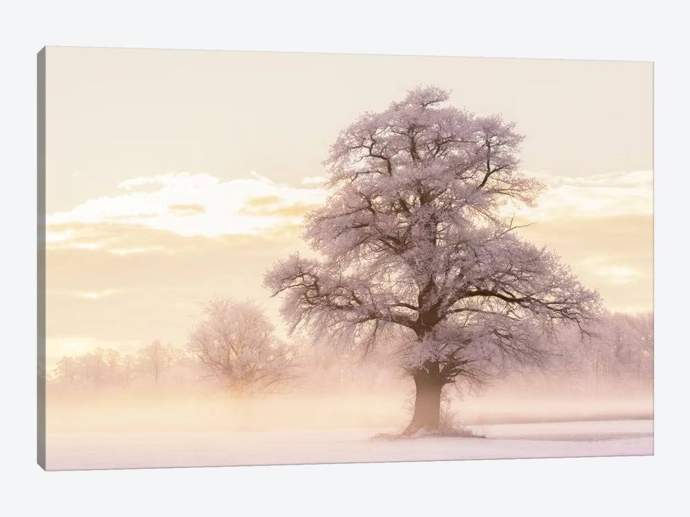 Winter Glow Print Canvas Art D34691