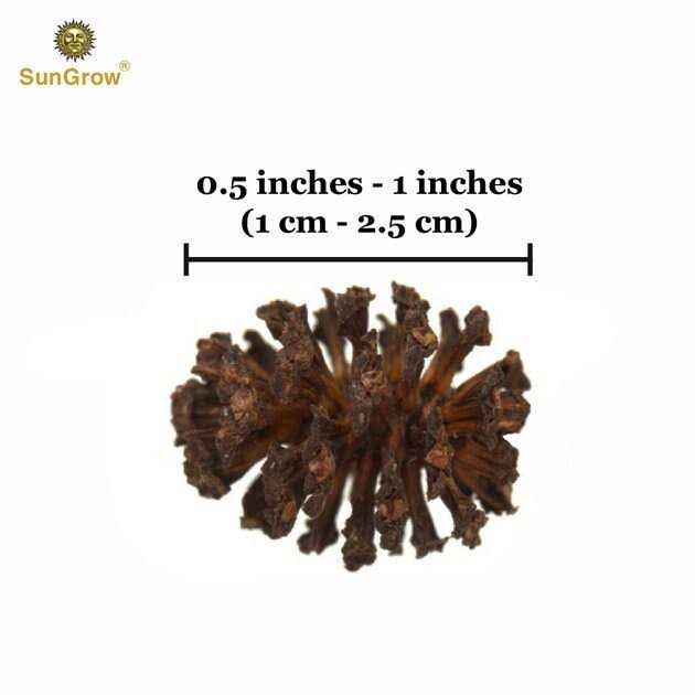 Alder Cones Aquarium Water Conditioner & Food V610861