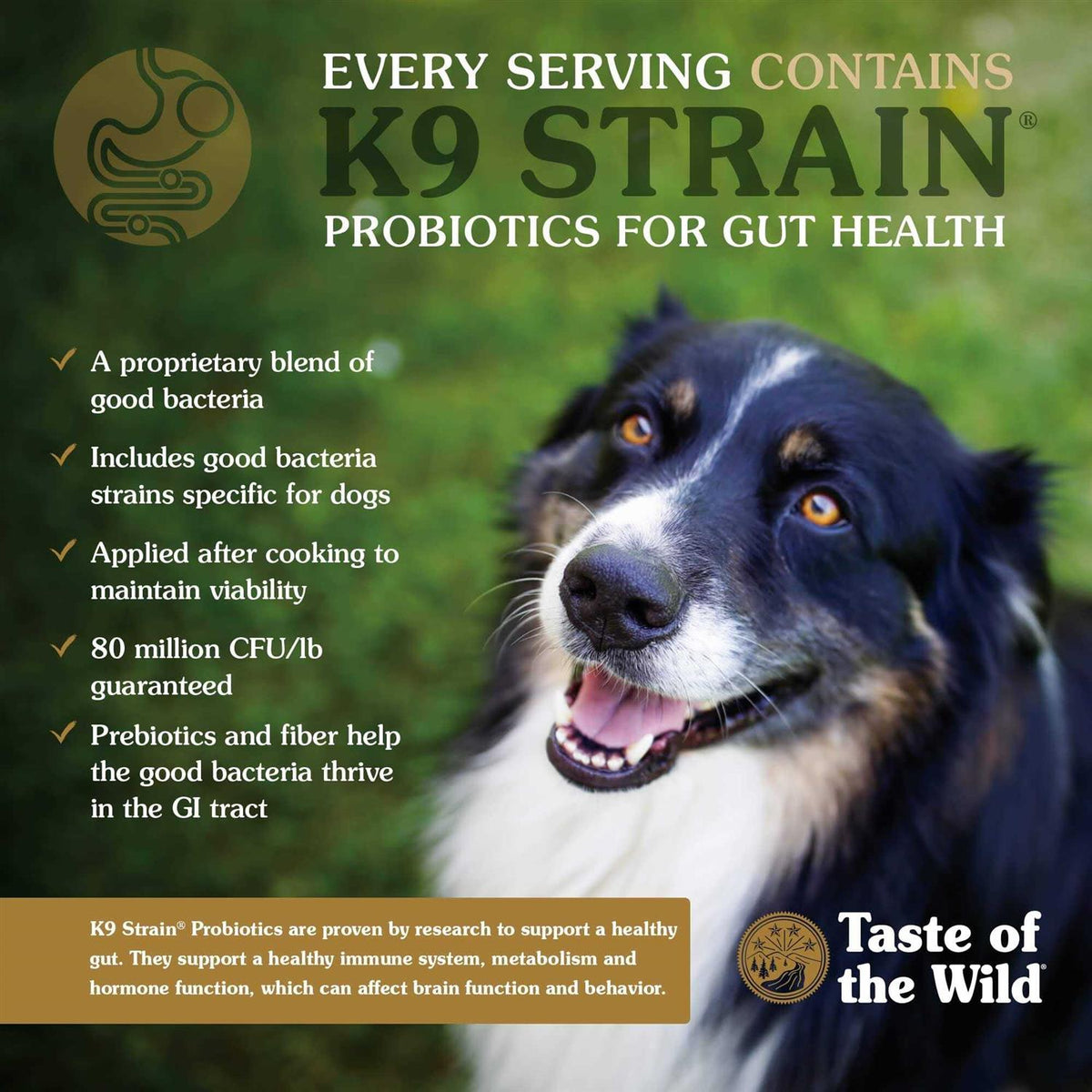 Dog Food H16648